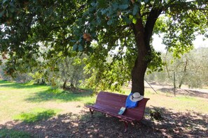 Plant, Furniture, Outdoor Bench, Green, Tree, Shade, Outdoor Furniture, Comfort, Natural Landscape, Vegetation