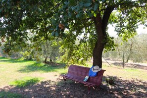 Pflanze, Möbel, Außenbank, Grün, Baum, Schatten, Gartenmöbel, Komfort, Natürliche Landschaft, Vegetation