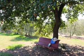 Plante, Meubles, Extérieur Banc, Vert, Arbre, Ombre, Mobilier De Jardin, Confort, Paysage Naturel, Végétation