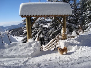 Sneeuw- en skisporten