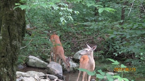 Perhaps you'll spot deer in the yard or in nearby National Forests!