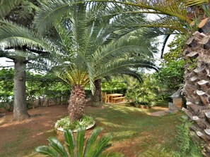 Plante, Communauté Des Plantes, Botanique, Arbre, Terrestre Des Plantes, Arecales, Végétation, Biome, Suppression Des Plantes Ligneuses, Paysage