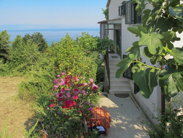 Pianta, Fiore, Costruzione, Cielo, Acqua, Foglia, Botanica, Finestra, Vegetazione, Casa