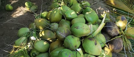 Coconut harvesting...