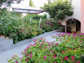 Fleur, Plante, Jardin, Plante À Fleurs, Couverture De Sol, Botanique, Arbuste, Plante Annuelle, Aménagement Paysager, Paysage