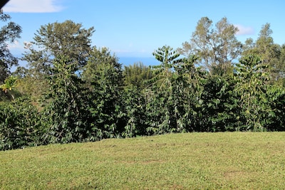 2 Bedroom Coffee Farm in the Cool Kona Highlands with Ocean Views