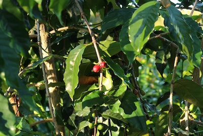 2 Bedroom Coffee Farm in the Cool Kona Highlands with Ocean Views