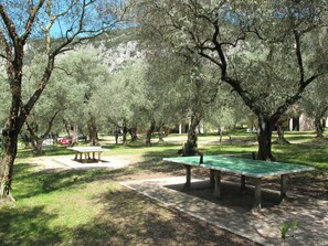 Plant, Table, Outdoor Bench, Natural Landscape, Botany, Tree, Shade, Vegetation, Outdoor Furniture, Sunlight