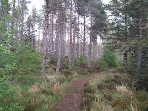 Gunn's wood, just metres away