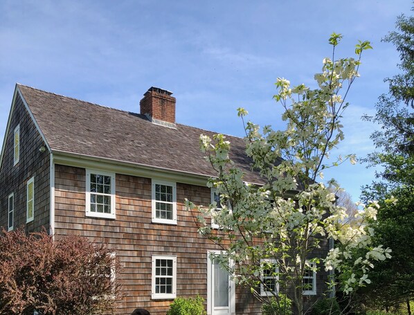 Dogwood in bloom