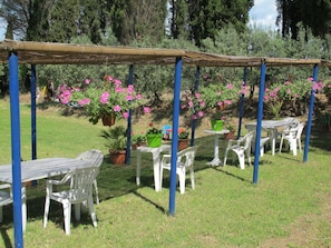 Plante, Arbre, Fleur, Ombre, Mobilier De Jardin, Loisir, Herbe, Des Loisirs, Couverture De Sol, Pelouse