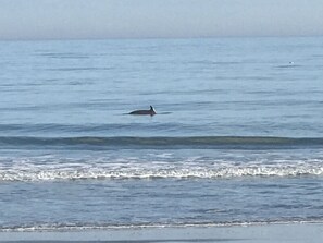 Watching a dolphin from the balcony