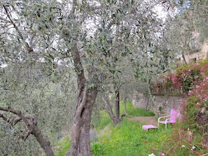 Plante, CommunautĂ© Des Plantes, Paysage Naturel, Arbre, Herbe, Couverture De Sol, Brindille, Arbuste, ForĂȘt, Paysage