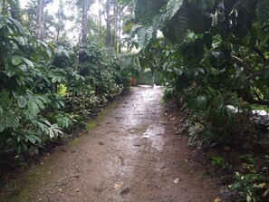 coffee plantation road