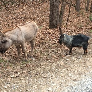 Donkey and goats for your entertainment. 