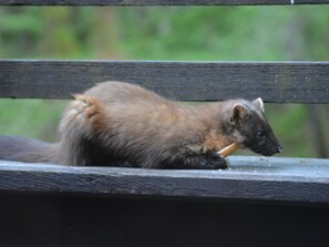 Pine marten
