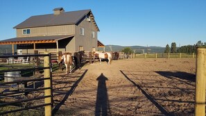 Some of the -MT livestock.