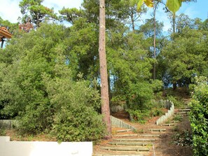 Arbre, Végétation, Propriété, Suppression Des Plantes Ligneuses, Plante, Biome, Botanique, Immobilier, Maison, Architecture
