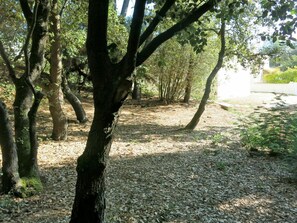 Baum, Natur, Wald, Natürlichen Umgebung, Gehölz, Hain, Wald, Kofferraum, Natürliche Landschaft, Naturschutzgebiet