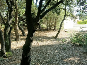 Baum, Natur, Wald, Natürlichen Umgebung, Gehölz, Hain, Wald, Kofferraum, Natürliche Landschaft, Naturschutzgebiet