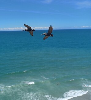 Pelicans, seagulls, and even Bald Eagles can be seen flying by balcony level. 