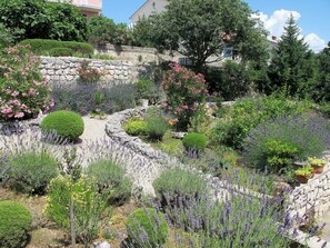 Plante, Fleur, Communauté Des Plantes, Ciel, Arbre, Paysage Naturel, Herbe, Paysage, Arbuste, Couverture De Sol