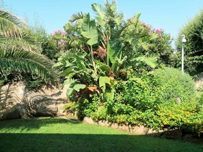 Pflanze, Vegetation, Baum, Bananen-Familie, Blume, Garten, Botanik, Gras, Blatt, Botanischer Garten