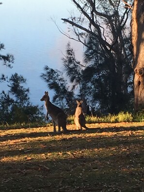 Meet the locals -  regular visitors in unfenced backyard