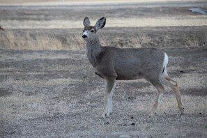 Deer nearby 