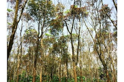 Wayal Wayanad Twin villa amidst green 