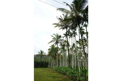 Wayal Wayanad Twin villa amidst green 