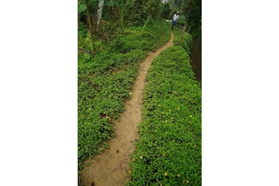 Wayal Wayanad Twin villa amidst green 