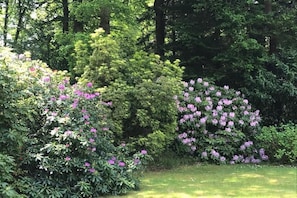 des rhododendrons en fleurs au Printemps