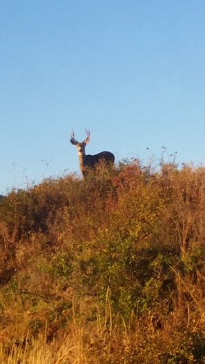 Área da propriedade