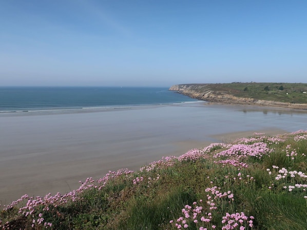 Flower, Water, Sky, Plant, Coastal And Oceanic Landforms, Natural Landscape, Horizon, Beach, Groundcover, Landscape