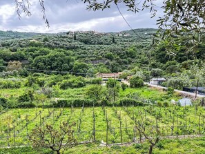 Plante, Nuage, Ciel, Montagne, Paysage Naturel, Arbre, Montagnes, Montagnes Relief, Couverture De Sol, Herbe