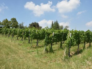 Arbre, Plante, Agriculture, Vignoble, Lot Terre, Surgir, Champ, Suppression Des Plantes Ligneuses