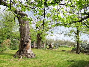 Arbre, La Nature, Suppression Des Plantes Ligneuses, Branche, Plante, Paysage Naturel, Herbe, Réserve Naturelle, Tronc, Des Bois