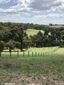 Bushland Paradise in the Gully