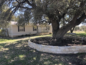 350 yr old oak