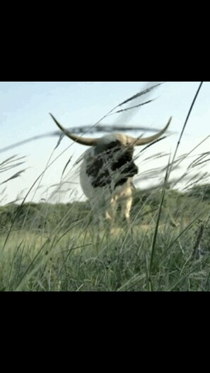 “Dice” the Longhorn 