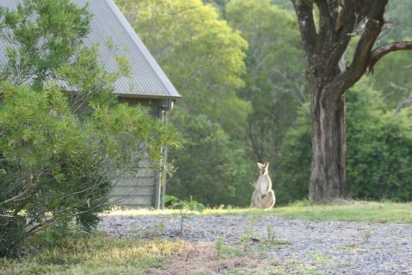 The Folly \xB7 The Folly @ Bluegums Cabins - Family cottage