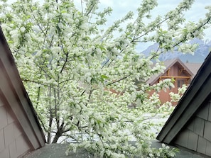 Primary Bedroom Window