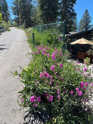 Entrance in summer