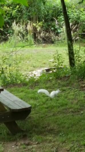 Not a weasel after the chickens!  Transylvania County's famous White Squirrel.