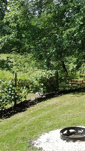 What? Grape vines, too?