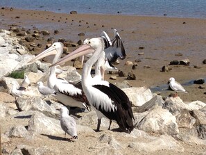 See the pelicans feeding, less than a minutes walk away