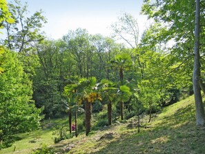 Plant, Sky, Natural Landscape, Tree, Terrestrial Plant, Grass, Landscape, Shade, Deciduous, Grassland