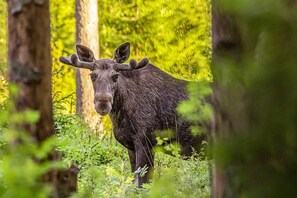 Unterkunftsgelände