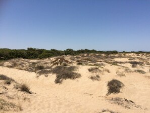 BEHIND THE BEACH LOW PINE FOREST NO BUILDINGS